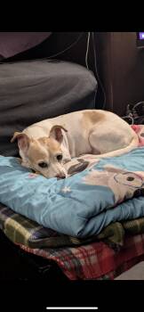 Momma -  Jack Russell Terrier and Dachshund Dog for Adoption in New Haven, Connecticut - Momma | PetCurious