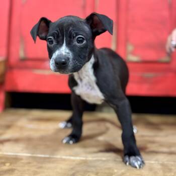 Rescue Pit Bull Terrier and Mixed Breed Dogs for Adoption in Midland, Texas - Tortellini "Skye" | PetCurious