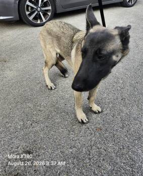 ROOSTER -  German Shepherd Dog Dog for Adoption in San Antonio, Texas - ROOSTER | PetCurious