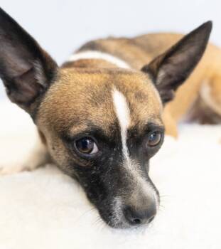Rescue Smooth Fox Terrier and Rat Terrier Dogs for Adoption in Los Angeles, California - Cosmic Crisp #5055 | PetCurious