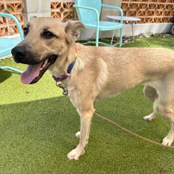 The Hierophant -  Mixed Breed Dog for Adoption in Austin, Texas - The Hierophant | PetCurious