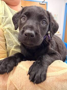 Bailey (Bx11) -  Labrador Retriever and Golden Retriever Dog for Adoption in Hartsville, South Carolina - Bailey (Bx11) | PetCurious