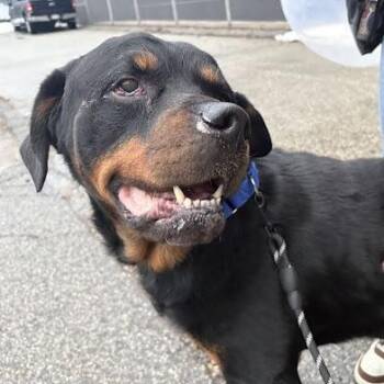 Rottweiler Dogs Available for Adoption - Gunner | PetCurious