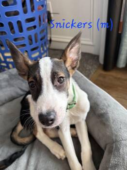 Mixed Breed and Border Collie Dogs Available for Adoption - Snickers | PetCurious