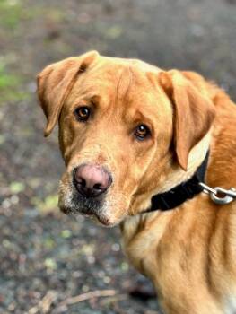 Labrador Retriever Dogs Available for Adoption in Newport, Oregon - Brick | PetCurious