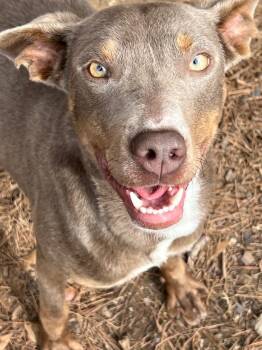 Weimaraner Dogs Available for Adoption - Tisha | PetCurious
