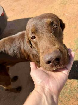 Labrador Retriever Dogs Available for Adoption in Dripping Springs, Texas - Mocha  | PetCurious
