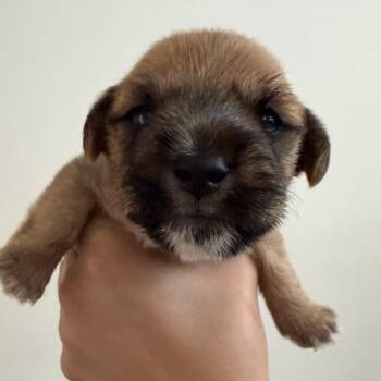 EL Rey -  Mixed Breed Dog for Adoption in Los Angeles, California - EL Rey | PetCurious