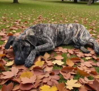 Rescue Mixed Breed Dogs for Adoption in Sullivan, Indiana - Kirby | PetCurious