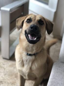 Labrador Retriever Dogs Available for Adoption - Jafar | PetCurious