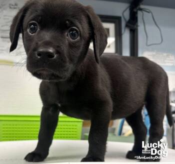 Kim -  Labrador Retriever Dog for Adoption in Washington, District Of Columbia - Kim | PetCurious