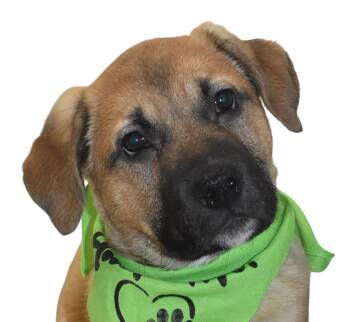 Shepherd Dogs Available for Adoption - Slytherin | PetCurious