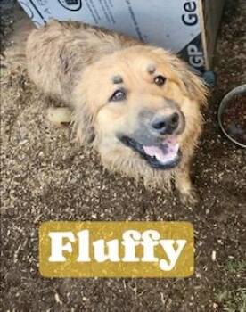 Fluffy -  Black Mouth Cur and Retriever Dog for Adoption in Noble, Oklahoma - Fluffy | PetCurious