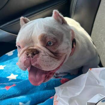Taylor -  American Bully Dog for Adoption in Huber Heights, Ohio - Taylor | PetCurious