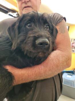 Smith Doodle 7 -  Mountain Cur and Poodle Dog for Adoption in Lawrenceburg, Tennessee - Smith Doodle 7 | PetCurious
