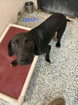 Jason -  Pointer Dog for Adoption in Fayetteville, West Virginia - Jason | PetCurious