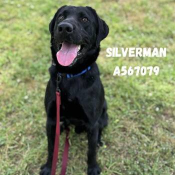 Labrador Retriever Dogs Available for Adoption - SILVERMAN | PetCurious