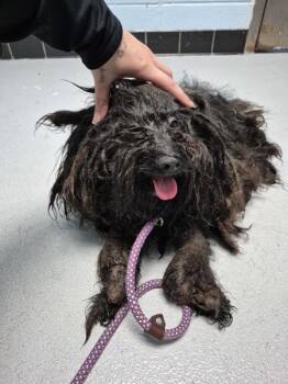 Poodle Dogs Available for Adoption in Lawrenceville, Georgia - Pen 234 | PetCurious