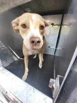SUGAR BUG -  Terrier Dog for Adoption in San Antonio, Texas - SUGAR BUG | PetCurious