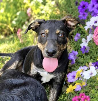 Naomi -  Terrier and Doberman Pinscher Dog for Adoption in San Antonio, Texas - Naomi | PetCurious