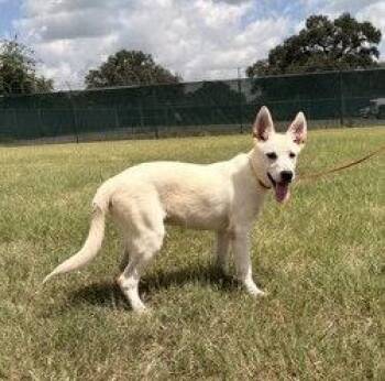 Boltcephus -  Shepherd Dog for Adoption in Pleasanton, Texas - Boltcephus | PetCurious