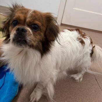 Pekingese Dogs Available for Adoption in Cedaredge, Colorado - Teddy | PetCurious