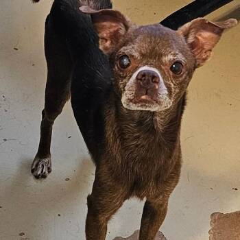 Rescue Chihuahua Dogs for Adoption in Midland, Texas - Winston | PetCurious