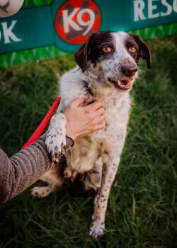Brittany Spaniel and English Springer Spaniel Dogs Available for Adoption - Marshall | PetCurious