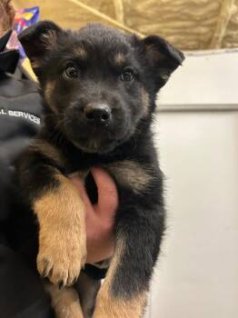 German Shepherd Dog and Shepherd Dogs Available for Adoption - Arko | PetCurious