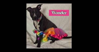 Rescue Labrador Retriever and Staffordshire Bull Terrier Dogs for Adoption in Richmond, Texas - WONDER | PetCurious