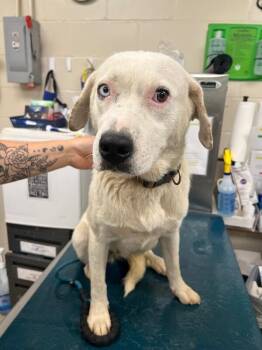 Jubilee -  Mixed Breed Dog for Adoption in Mobile, Alabama - Jubilee | PetCurious