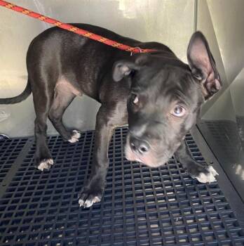 Pit Bull Terrier Dogs Available for Adoption in Fort Myers, Florida - DYLAN | PetCurious