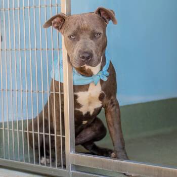 ARNOLD -  Pit Bull Terrier Dog for Adoption in Pasadena, California - ARNOLD | PetCurious