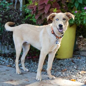 Harbor -  Shepherd Dog for Adoption in Wake Forest, North Carolina - Harbor | PetCurious