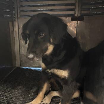 Lenore -  Border Collie and Mixed Breed Dog for Adoption in Saint Joseph, Missouri - Lenore | PetCurious