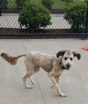 Standard Poodle and Mixed Breed Dogs Available for Adoption in Westland, Michigan - Leo | PetCurious