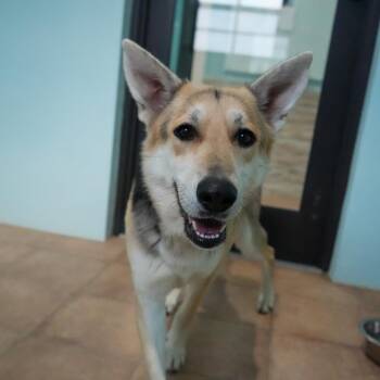 German Shepherd Dog Dogs Available for Adoption - Panda 5408 | PetCurious