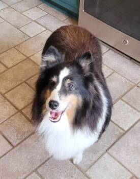 Belle -  Shetland Sheepdog Sheltie Dog for Adoption in Catlettsburg, Kentucky - Belle | PetCurious