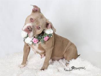 American Bulldog Dogs Available for Adoption - NOVA | PetCurious
