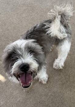 Oliver -  Maltese and Shih Tzu Dog for Adoption in Fairfield, Iowa - Oliver | PetCurious