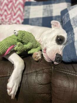 Rescue American Staffordshire Terrier Dogs for Adoption in Portland, Maine - Kenna | PetCurious