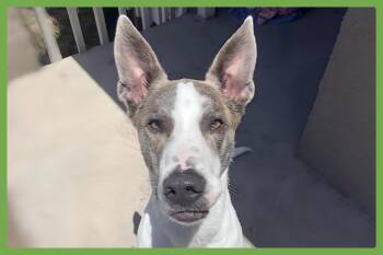 Rescue Siberian Husky and German Shepherd Dog Dogs for Adoption in Amherst, Massachusetts - Mendi | PetCurious