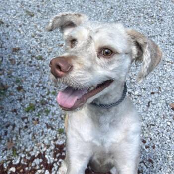 Pongo -  Golden Retriever and Standard Poodle Dog for Adoption in Decatur, Georgia - Pongo | PetCurious