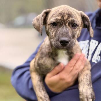Tierra -  Australian Shepherd and Hound Dog for Adoption in Sparta, New Jersey - Tierra | PetCurious