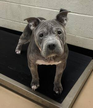 Calamine -  Mixed Breed Dog for Adoption in Nashville, Tennessee - Calamine | PetCurious
