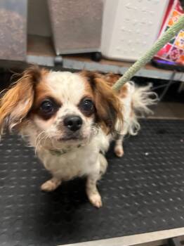 Chucky -  Cavalier King Charles Spaniel Dog for Adoption in Pomona, New York - Chucky | PetCurious