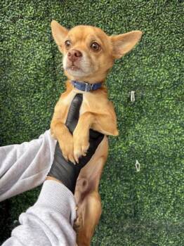 Rescue Chihuahua and Mixed Breed Dogs for Adoption in El Paso, Texas - SPIKE | PetCurious