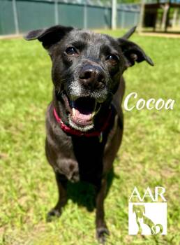 Whippet and Australian Kelpie Dogs Available for Adoption in Magnolia, Texas - Cocoa | PetCurious