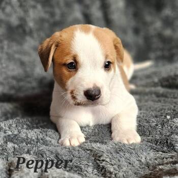 Rescue Mixed Breed Dogs for Adoption in Fairfax Station, Virginia - Pepper | PetCurious