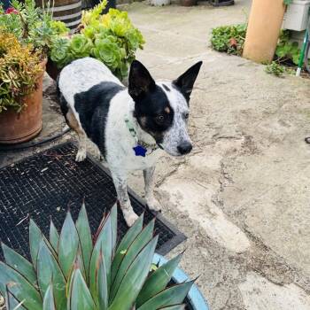 Wendell -  Cattle Dog and Mixed Breed Dog for Adoption in San Francisco, California - Wendell | PetCurious